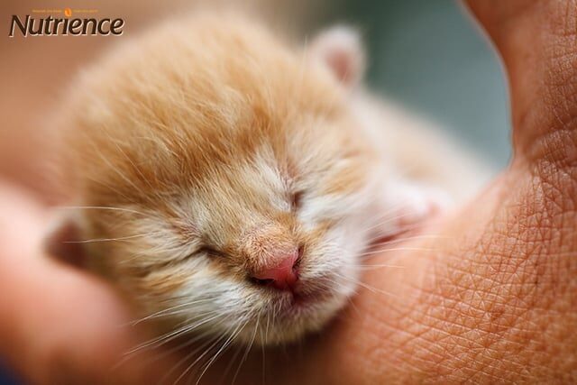 Sổ mơ con mèo - Khám Phá Bí Ẩn Và Ý Nghĩa Đằng Sau Những Giấc Mơ